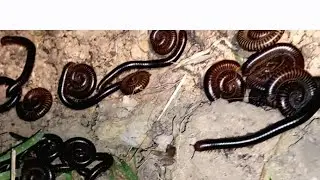 At night the millipedes come out to find food in the bushes#millipede #insects #