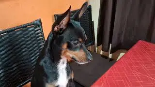 Continua o adestramento dos doguinhos. pinscher Tonico não obedece #pinscher #pets #fy