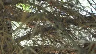 Black-billed Magpie sounds