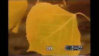 Aspen leaf color change tl 249 co.mov