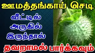 ஊமத்தங்காய் வீட்டில் அருகில் இருந்தால் தவறாமல் பார்க்கவும் | Lucky plant | Vastu Plant | Astrology