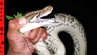 CATCHING PYTHON in ABANDON UNDERGROUND CITY!