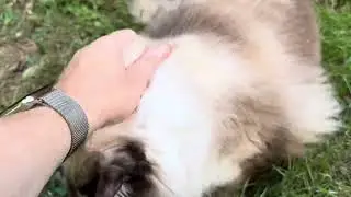 Leo the Ragdoll cat is back