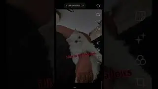 im batman!!!  #song #music #clashroyale #cute #cat #pets #shorts #trending #memes #viral #gaming