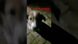 #chinki and shambhu #dogowner #ekmotahathighumechala ##ytshorts #pets #youtubshorts # video #