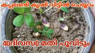 കപ്പലണ്ടി കൃഷി വീട്ടിൽ ചെയ്യാം/Groundnut farming in Kerala village/നിലകടല/Groundnut cultivation