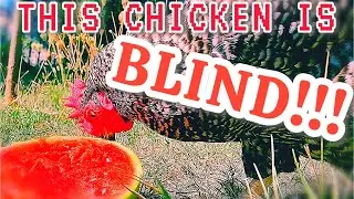 How a BLIND chicken eats!! 😱