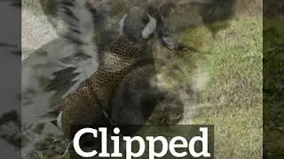 How Does Clipped Look? | How to Say Clipped in English? | What is Clipped?