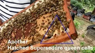 How to use supersedure queen cells