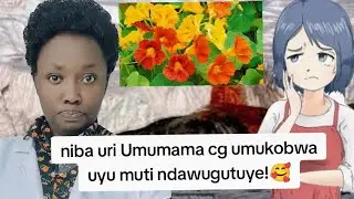 Wihangayika!!!! Imihango yawe iragaruka knd isubire kuri gahunda nziza🥰 Koresha uyu muti uzambwira!