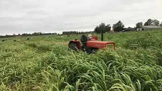 Koszenie Nutri Honey l Równo z ciągnikiem!