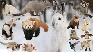 50 of the Cutest Animals in the World That Will Make You Say Aww #cuteanimals #cutestanimals