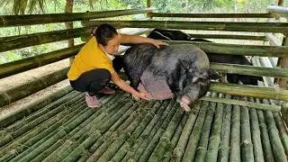 Building a Cabin House for Pigs | Prepare the barn for Mating and Reproduction - Lý Thị phương