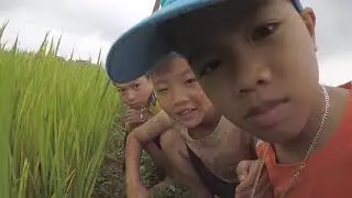 AEHQ | Đi bắt cua đồng | Catch Somanniathelphusa sinensis| Anh Em HQ