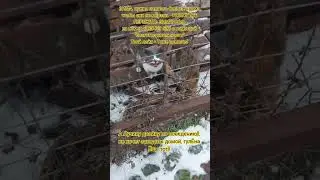 НАС107=106хвостиков  +1человек!