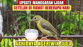 UPDATE KOLIBRI MANGGAR IJOAN❗TERNYATA BERMENTAL BAJA CALON GACORAN❗