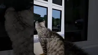 Cat has Sixth Sense 🐱✨ #short #amazing #animals