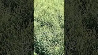 CARINATA