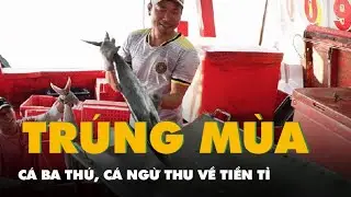 Ngư dân Cà Mau trúng mùa cá ba thú, cá ngừ, thu tiền tỉ mỗi chuyến