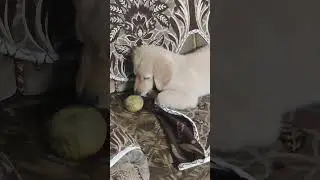 my cute little simbu#goldenretriever #pets #cute #vayral_video