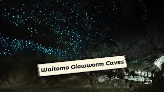 Waitomo Glowworm Caves | Facts & Information