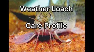 Weather Loach (Dojo Loach) Care Profile
