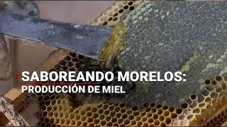 Saboreando Morelos: Producci&oacute;n de miel
