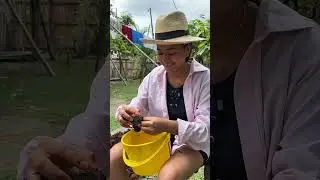Desgranando achiote con mi nuera ‼️😱