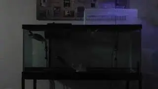 75 GALLON HOMEMADE BASKING DOCK