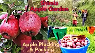🍎Shimla Apple Garden Kotkhai /Apple Farm Shimla / Apple Orchard Of Shimla India / Travel Evergreen
