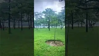 শিমুল বাগান । তাহের পুর #travel #shorts