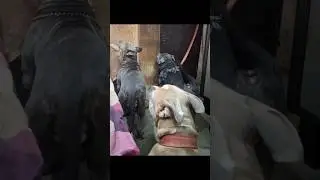 PITBULL GANG