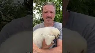 Not Albino Skunk!