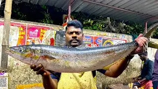 KASIMEDU SELVAM RAINBOW RUNNER 🌈 FISH CUTTING VIDEO | MSFISHCUTTINGZ 🇮🇳