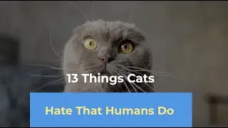 13 Things Cats Hate That Humans Do