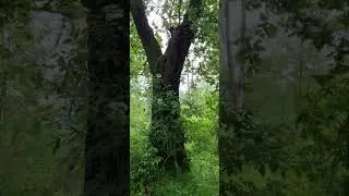 Las na deszczu moknie