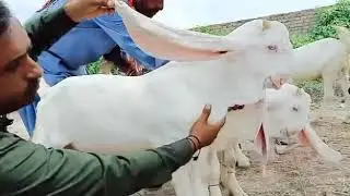 Top Quality Gulabi Goats kids | Nagra Farm
