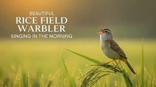 Beautiful Rice Field Warbler Singing in the Morning