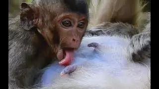 Lori feel hungry soo much ! Lori get milk on soft warm chest Even mommy no milk but...