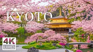 Kyoto 4K - Traditional Spring Beauty of Ancient Temples, Blooming Sakura & Old Streets