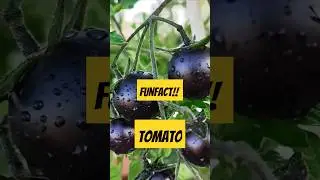 The Weird History of Tomatoes #edit  #fruits