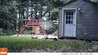 Gray Fox Kits