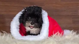 Havanese vs Portuguese Water Dog: Choosing Your Ideal Companion