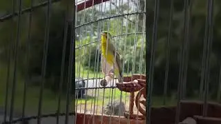 Green singer mule singing- Canario de Mozambique Mixto - Yellowfronted canary - Serinus Mozambicus