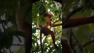 red-lead monkey or maroon langur #sabahborneo #kinabatanganriver #wildlife