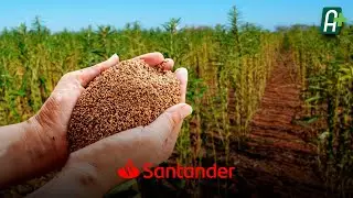 Cultivo do gergelim cresce e desperta produtores | AgroMais