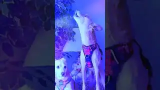 Turn the Lights Off #shortvideos #doglife #trendingshorts #shorts