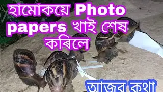 Hamuk ye photo papers kenekoi khale