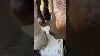 Salt block is delicious! #sharingiscaring #horse