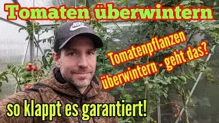 Tomaten &uuml;berwintern - So Tomatenpflanzen richtig &uuml;berwintern